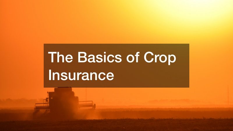 The Basics of Crop Insurance